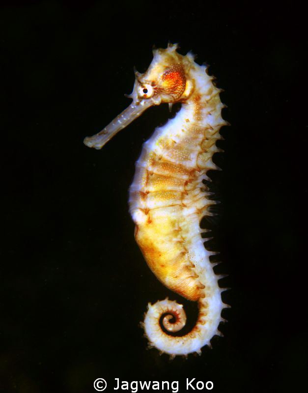 Sea Horse by Jagwang Koo 