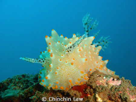 batangas halgerda in the blue... by Chinchin Law 