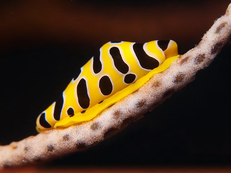 Tiger Cowrie. Tulamben, Bali by Doug Anderson 