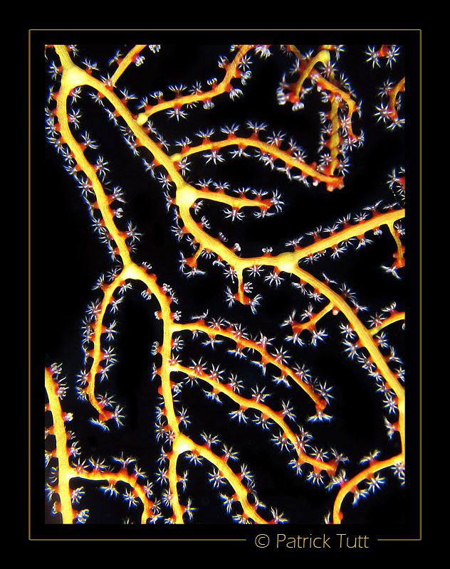 Red Gorgonian - Saudi Arabia - Canon S90 with hand torch ... by Patrick Tutt 