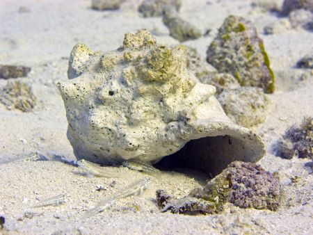 Little fish hanging out by their shell....taken in Cozumel by Christa Loustalot 