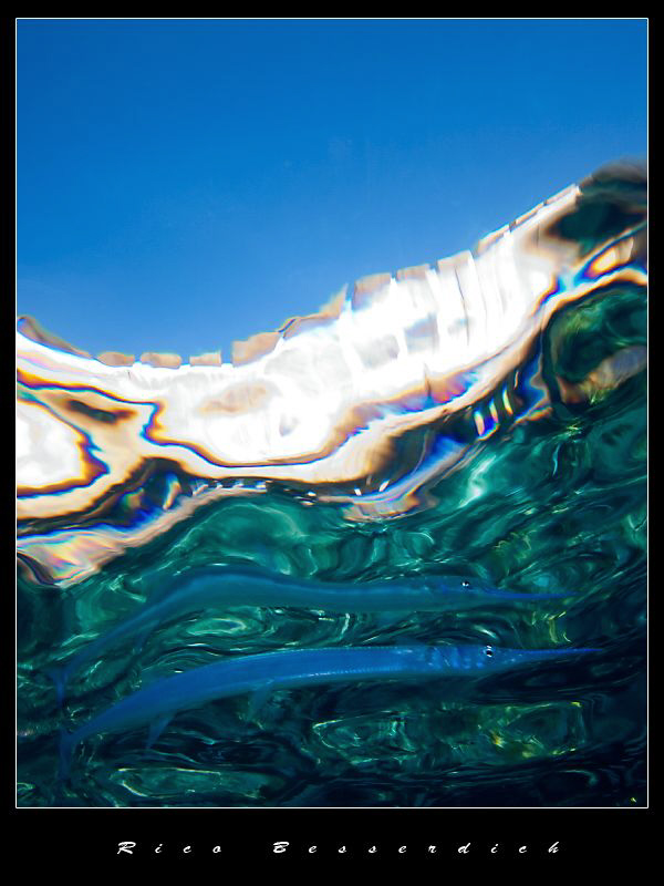 "Snell's Predator" Shot with "magic filters" while snorcl... by Rico Besserdich 