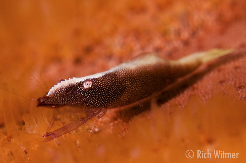 Shrimp on an urchin.  Very shallow DOF.  D300/Inon Strobe... by Richard Witmer 
