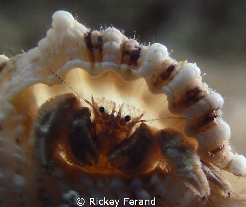 Backlit hermit crab - Sunset House reef, Grand Cayman, BWI by Rickey Ferand 