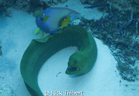 GREEN MORAY by Rick Thibert 