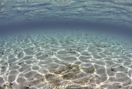 Wandering Pompano: Canon T2I, Tokina 10-17 by Tony Cherbas 