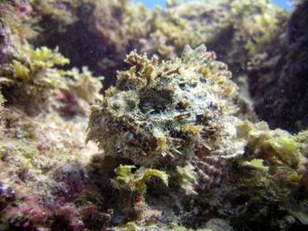 Lac Cai/Bonaire, Feb 2005 on a C5050 Olympus. He was sitt... by Marcel Consten 