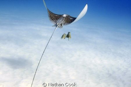 Tag Along by Nathan Cook 