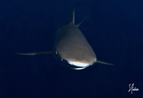 As dusk took over during my safety stop sharks swim in  a... by Steven Anderson 