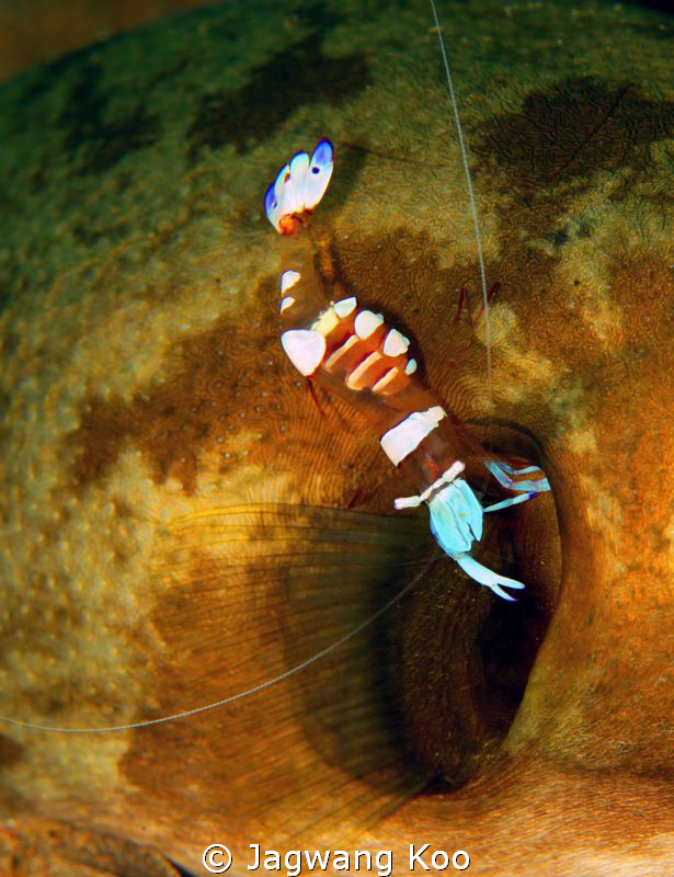 Shrimp clean up gill of fish by Jagwang Koo 