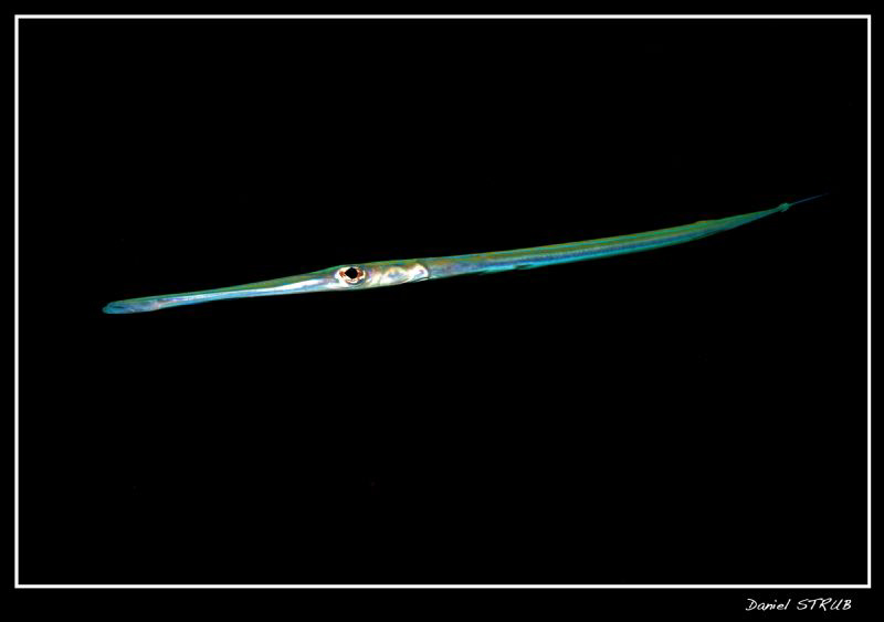 Fistularia commersonii :-D by Daniel Strub 