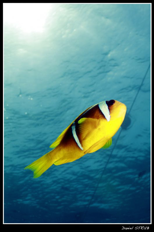 Subex House Reef :-D by Daniel Strub 
