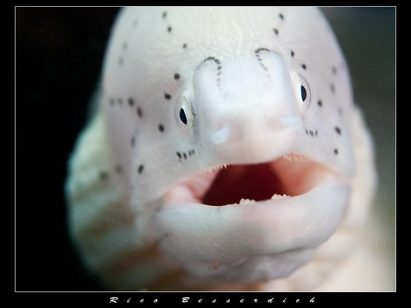 Uuh baby, I like your smile :-)) by Rico Besserdich 