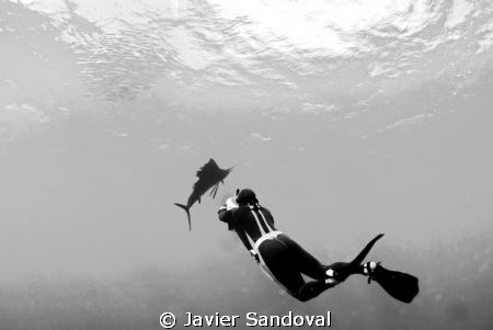 Isla Mujeres Sailfish run by Javier Sandoval 