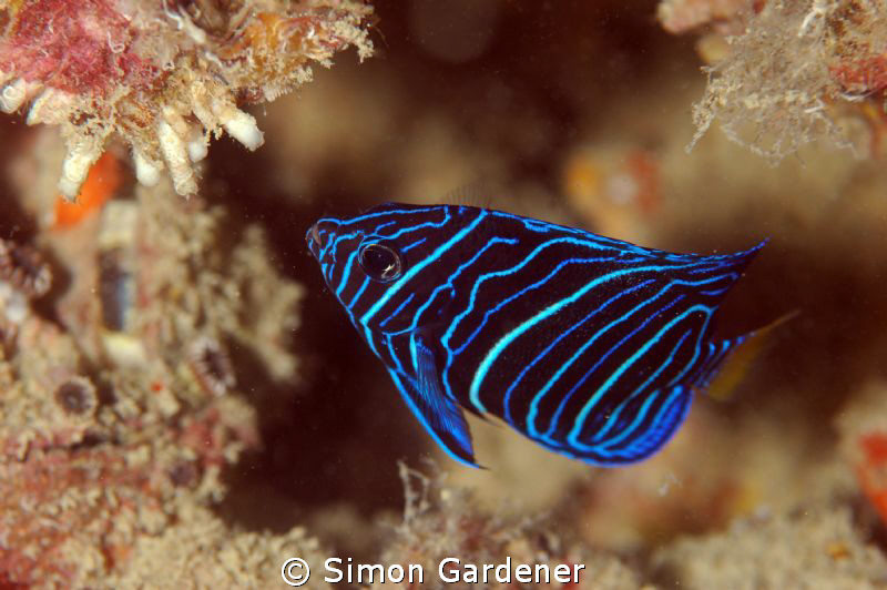 juvenile yellow bar angelfish shot with Nikon D70s and 10... by Simon Gardener 