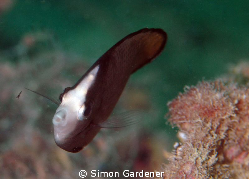 juvenile Black spotted butterfly-fish shot with Nikon D70... by Simon Gardener 
