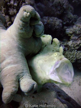 I'm a tired froggie.  Natural light, point and shoot Fuji by Katie Hollamby 