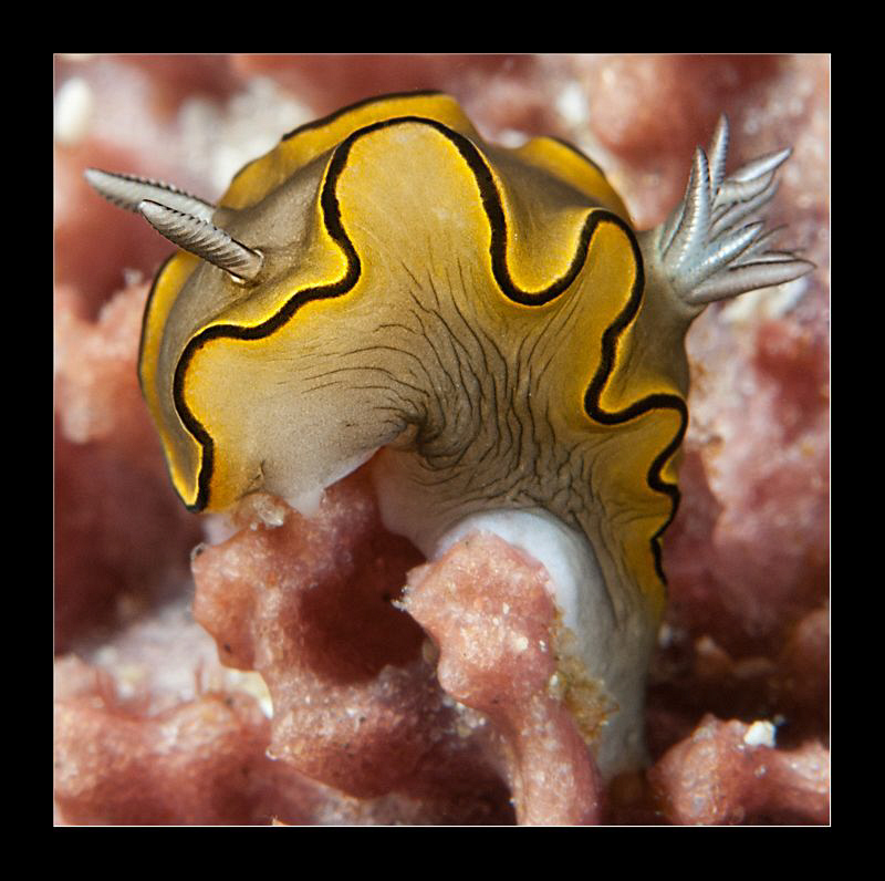 Glossodoris sp by Charles Wright 