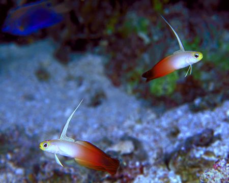 Fire Dartfish Pair, Fiji (Nikon F4, 105mm Macro, Aquatica... by Andrew Dawson 