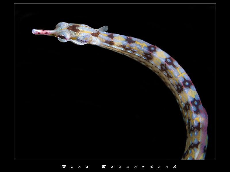 Pipefish by Rico Besserdich 