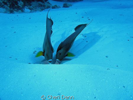 "Shadow"  Taken on the palacar reef, Cozumel, MX by Cheri Denn 