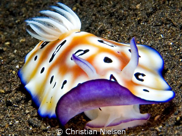 Nice nudibranch in the north of Bali. Olympus E330, 50mm ... by Christian Nielsen 