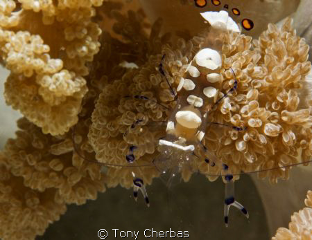 Popcorn! by Tony Cherbas 