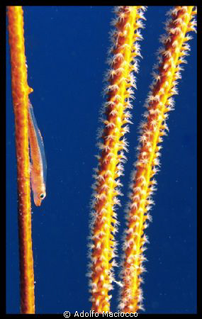 Acrobat Blenny on whip coral by Adolfo Maciocco 