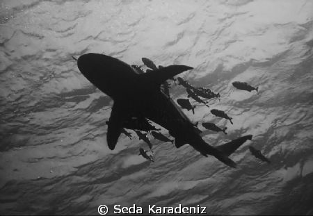 Oceanic White Tip Shark: My first shark!! 
Canon IXUS 80... by Seda Karadeniz 