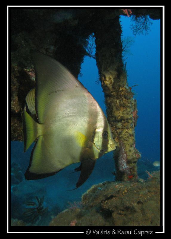 Platax pinnatus in the U.S. Liberty Wreck (Bali) by Raoul Caprez 