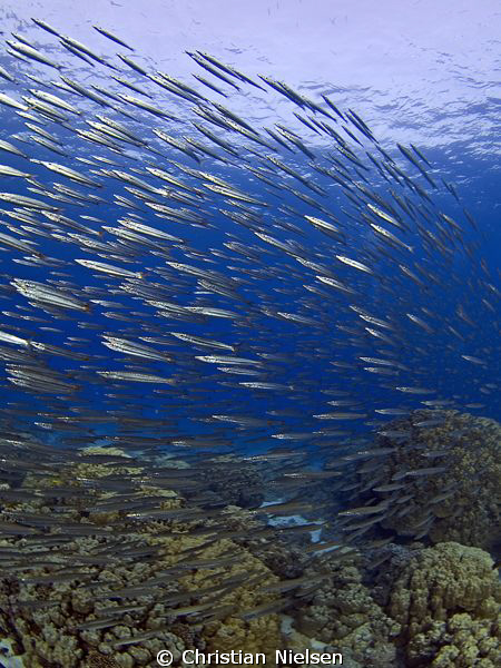 Thousands of barracuda at Gota Ramada, Egypt. Olympus E33... by Christian Nielsen 