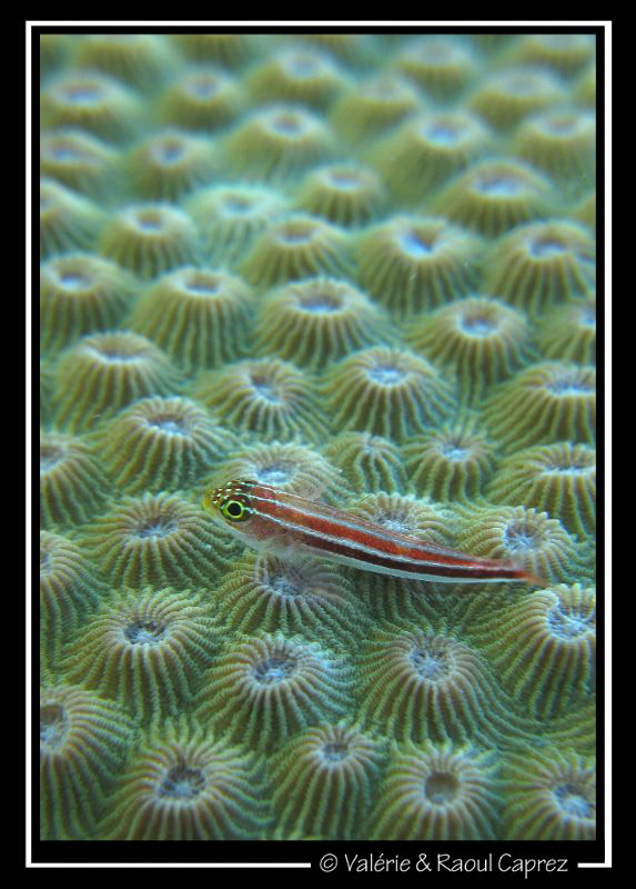A lot of patience with this small fish (Helcogramma stria... by Raoul Caprez 