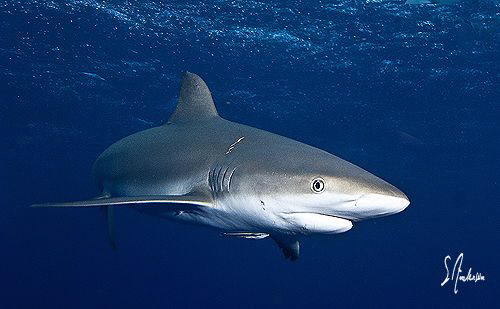 Who say safety stops are boring? This Reef Shark was one ... by Steven Anderson 