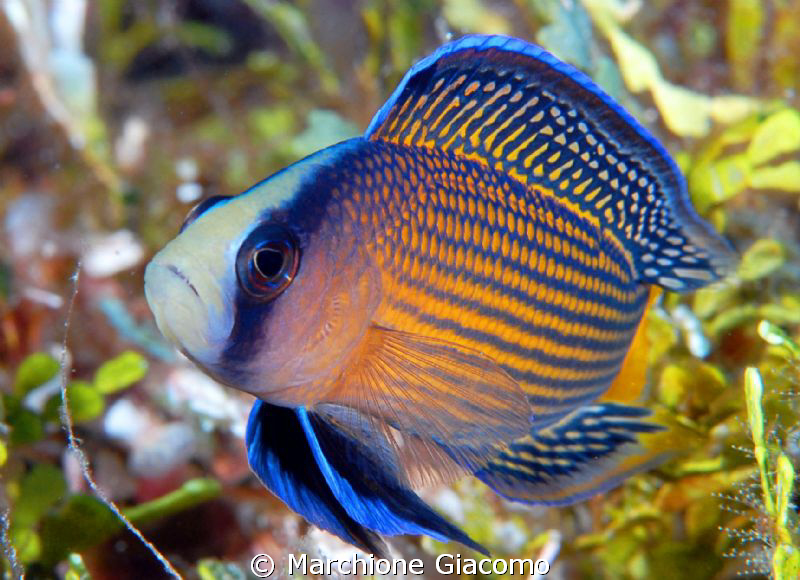 Jewel fish
Nikon D200, 60 micro, twin strobo
Wakatobi by Marchione Giacomo 