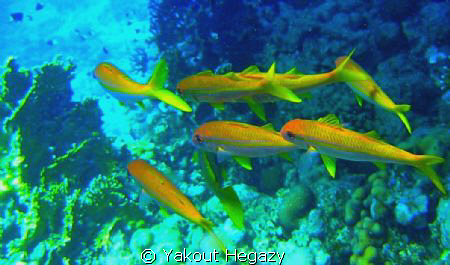 Yellowfin goatfish- by Yakout Hegazy 