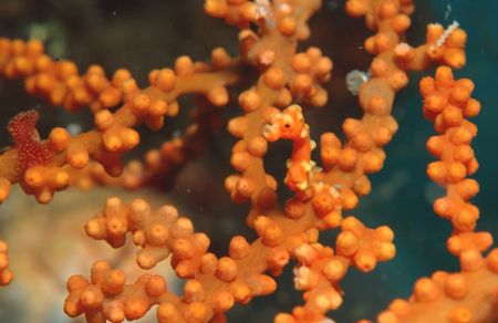 "Denise" Pigmy seahorse by Giulio Arrigucci 