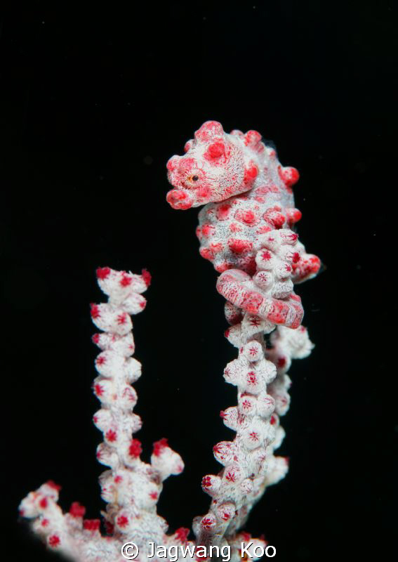 Pigmy Sea Horse by Jagwang Koo 