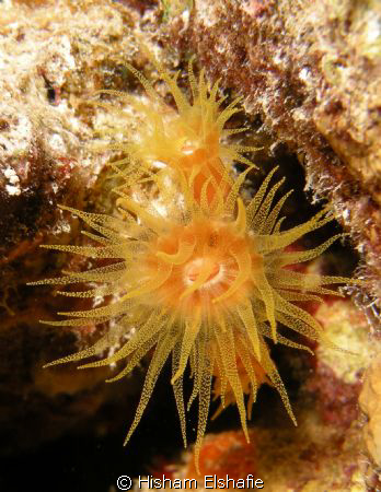 Sea Anemones, by Hisham Elshafie 