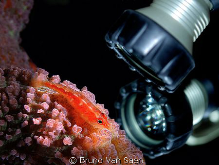 Picture taken with the purpose to get it published for a ... by Bruno Van Saen 