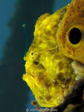 Frogfish by Abimael Márquez 