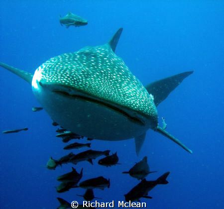 Chumpon Pinnacle, Koh Tao by Richard Mclean 