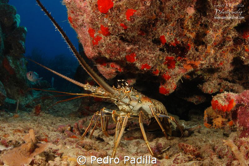Lobter
Nikon D80 with 15mm lens, f/11 @ 1/125s Iso 200 by Pedro Padilla 