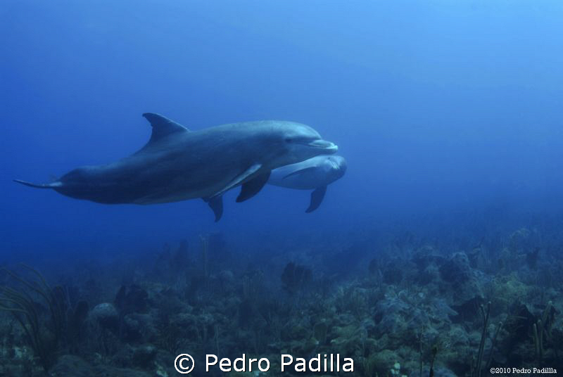 Dolphins
Nikon D80 with 15mm lens. f/8 @ 1/45s ISO 100. by Pedro Padilla 