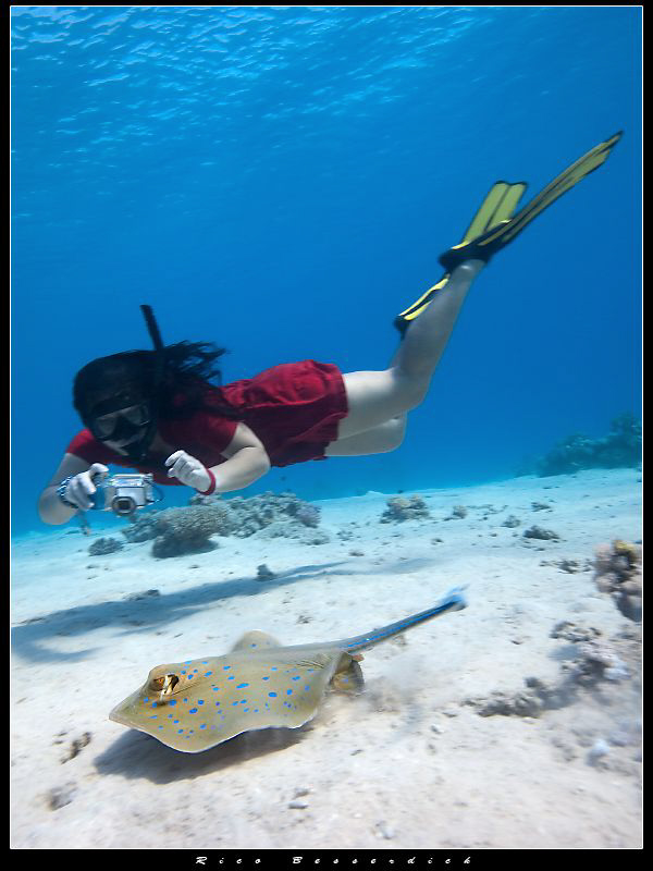 Bluespotted stingray with freediving female underwater ph... by Rico Besserdich 