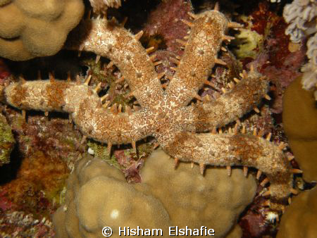 new Star fish by Hisham Elshafie 