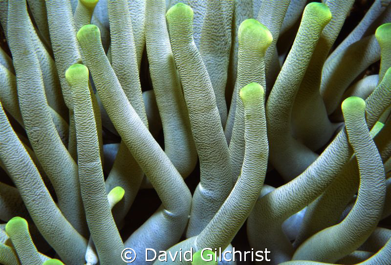 Anemone Close Up, Grand Cayman Islands by David Gilchrist 