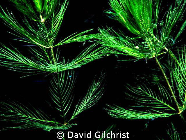 Freshwater Aquatic plant by David Gilchrist 