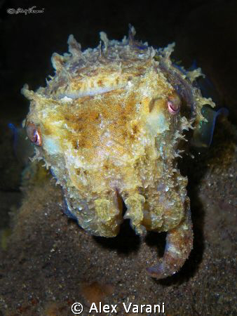 sepia latimanus at night by Alex Varani 