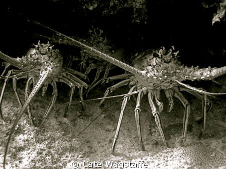 Road to Atlantis was the name of this dive site... and th... by Cate Wagstaffe 