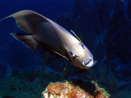 Queen Angel in St. Eustatius, Dutch Antillies. I took man... by Greg Cyr 